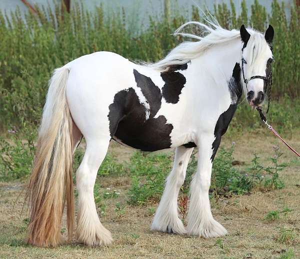 black-tobiano-horse