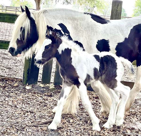 blagdon-gypsy-vanner-horse