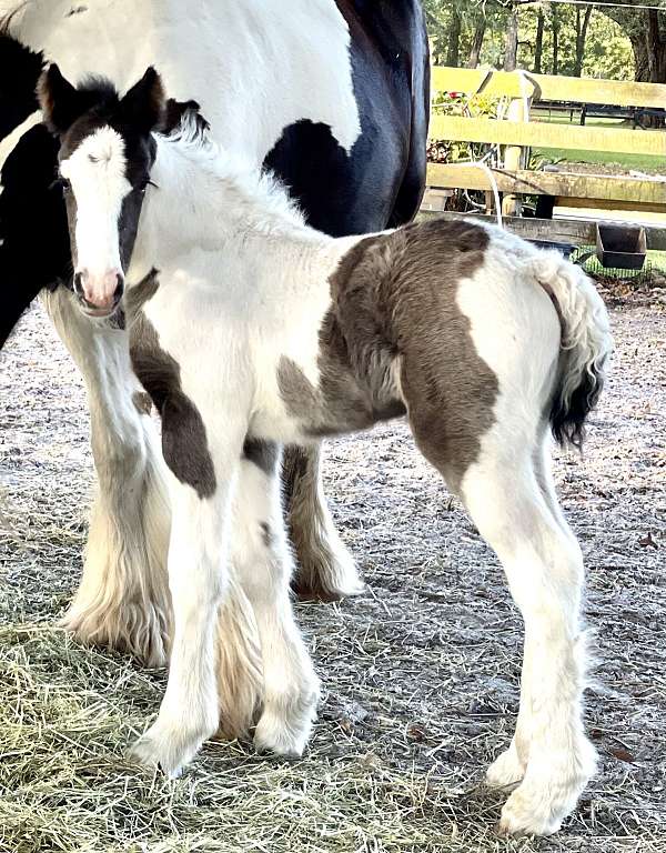 bloodlines-gypsy-vanner-horse