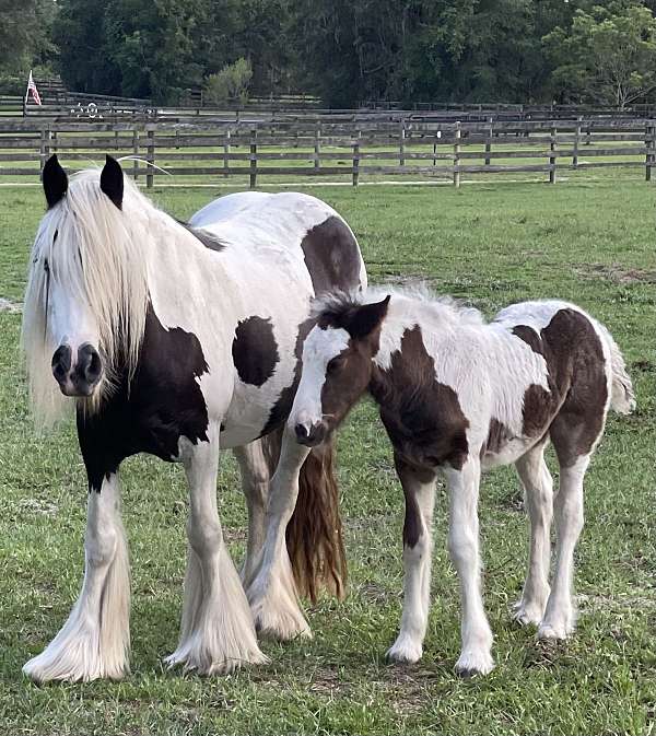 blue-eyed-gypsy-vanner-horse