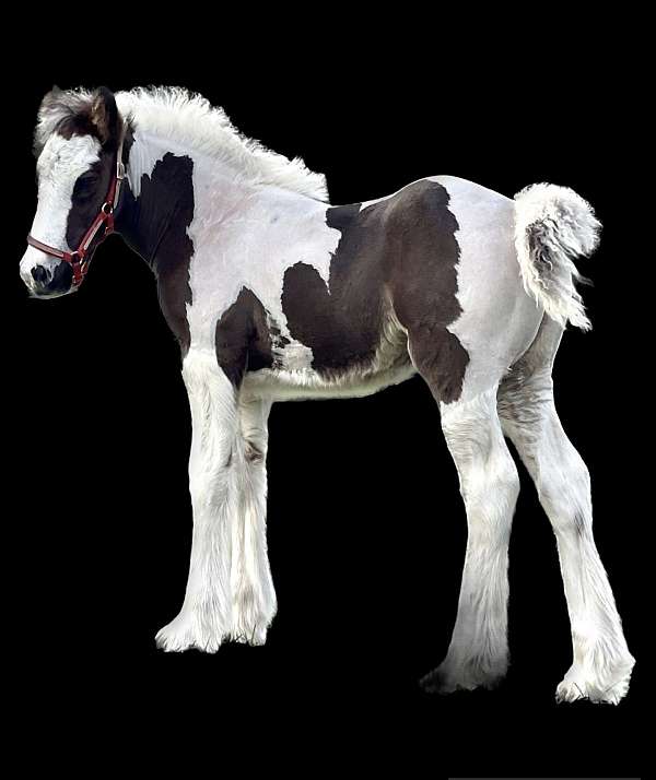 bob-gypsy-vanner-horse