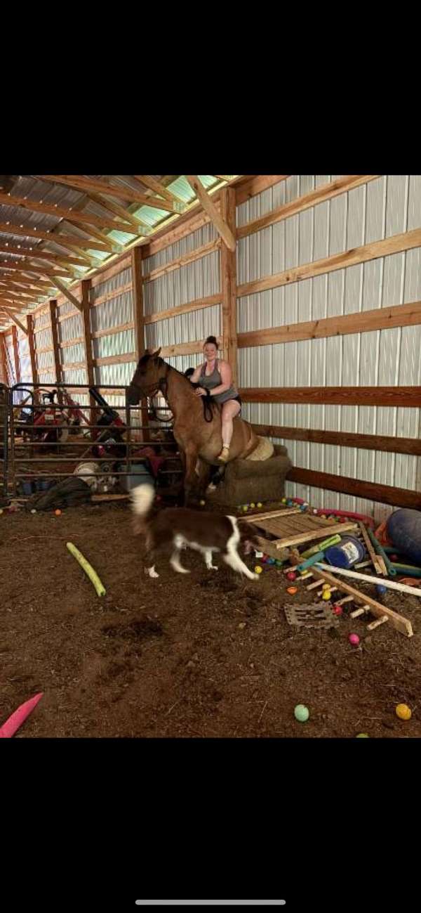 left-fore-pastern-white-horse