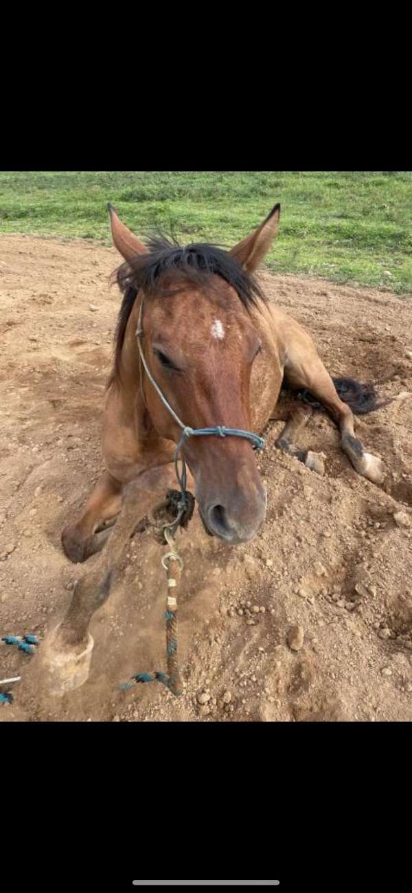 left-hind-pastern-white-horse