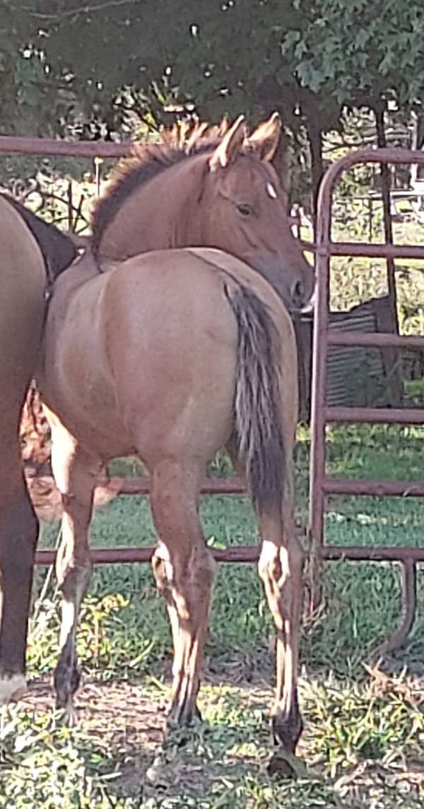 dun-left-hind-pastern-white-horse