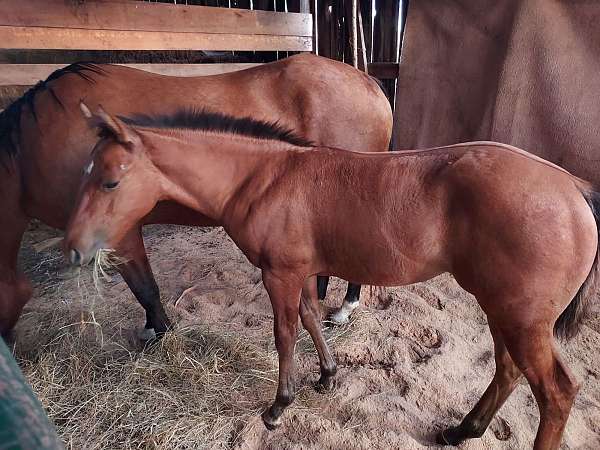 trail-obstacle-quarter-horse