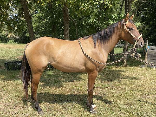 all-around-quarter-horse