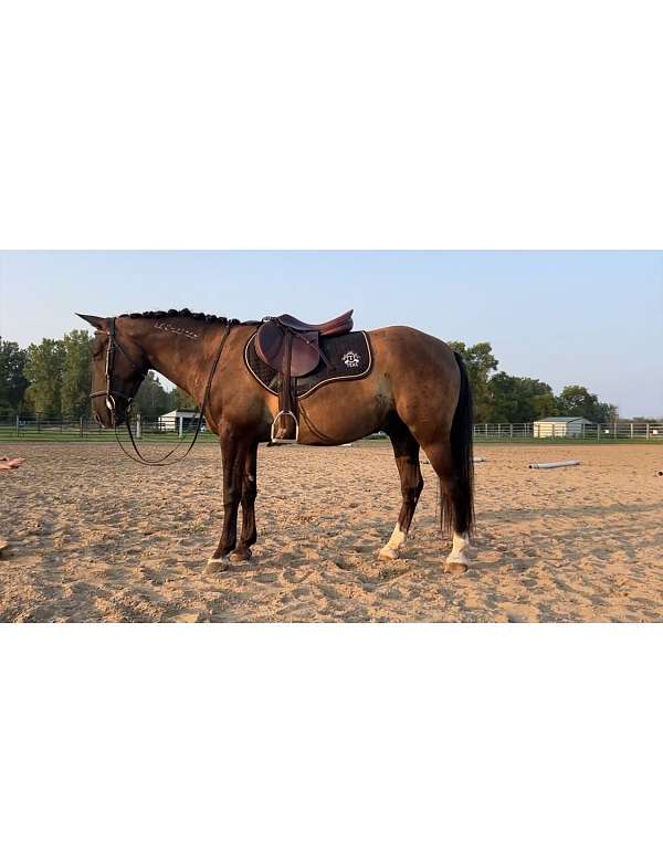 black-dun-pony-gelding