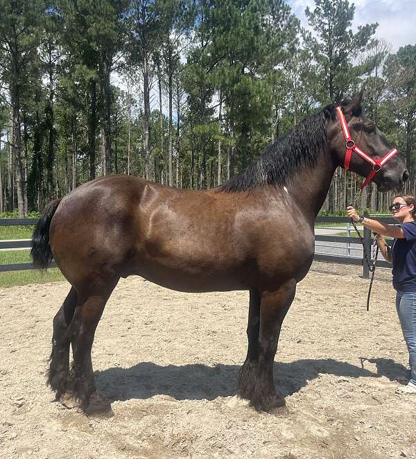 black-percheron-gelding