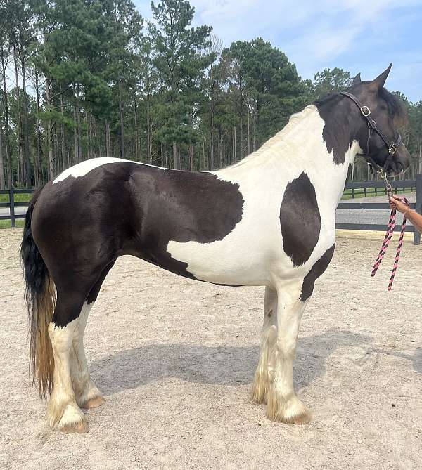 pinto-gypsy-vanner-mare