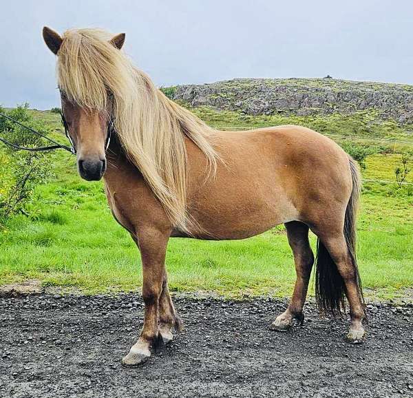 flaxen-horse