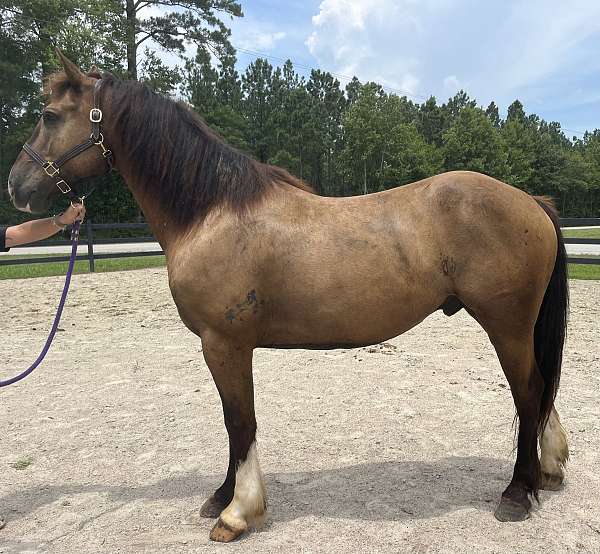 15-hand-shire-gelding