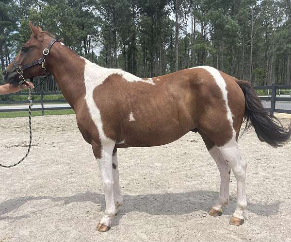 pinto-quarter-horse-gelding