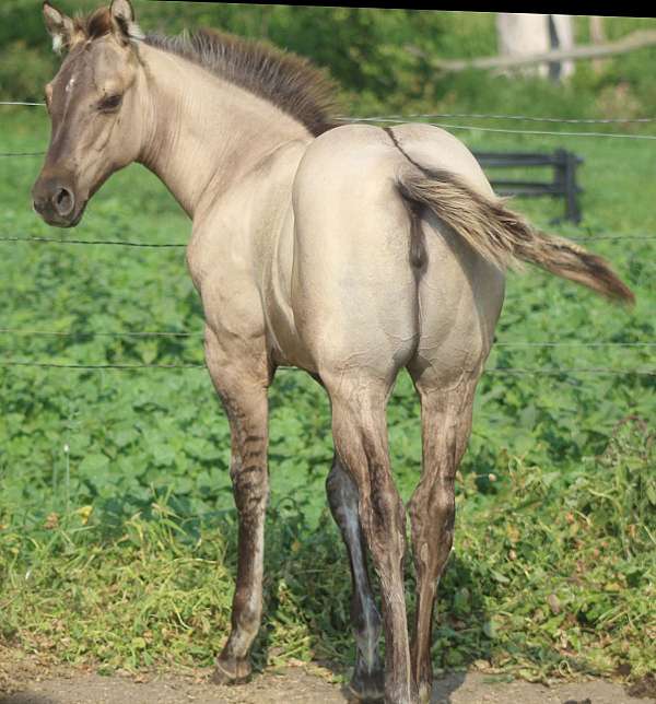 tiny-star-hind-pastern-horse