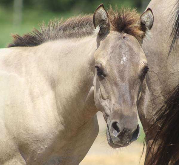 grulla-tiny-star-hind-pastern-horse