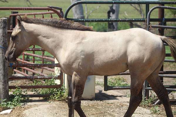 tiny-star-hind-pastern