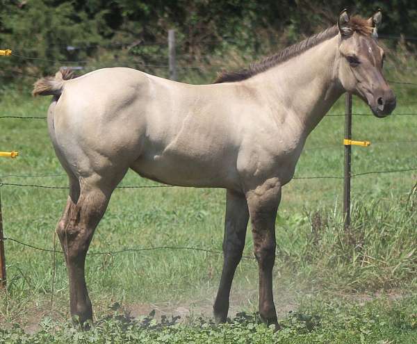 all-around-quarter-horse