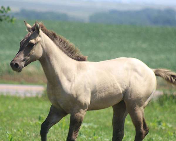 athletic-quarter-horse