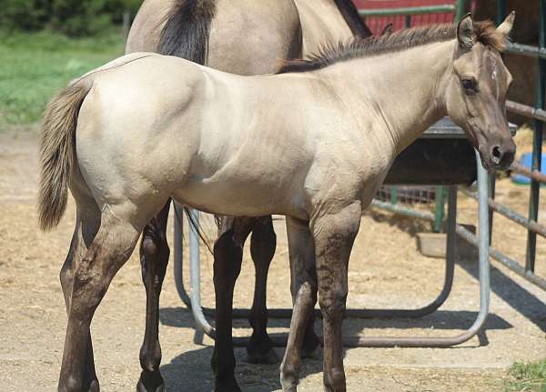 barrel-racing-quarter-horse