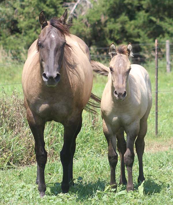 gymkhana-quarter-horse