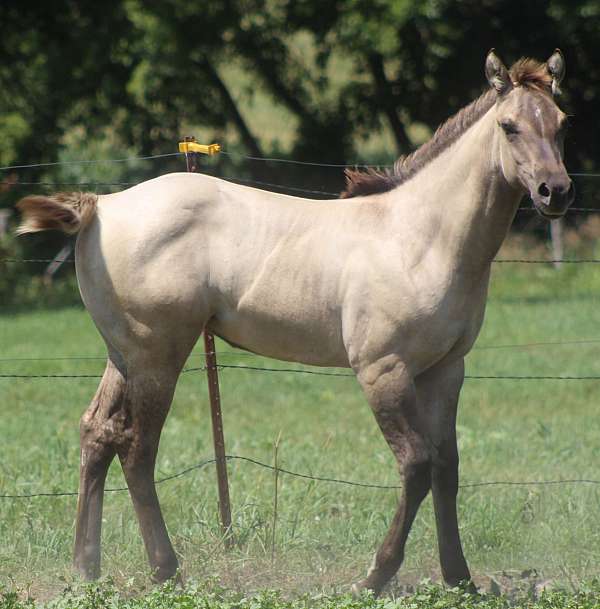 heading-quarter-horse