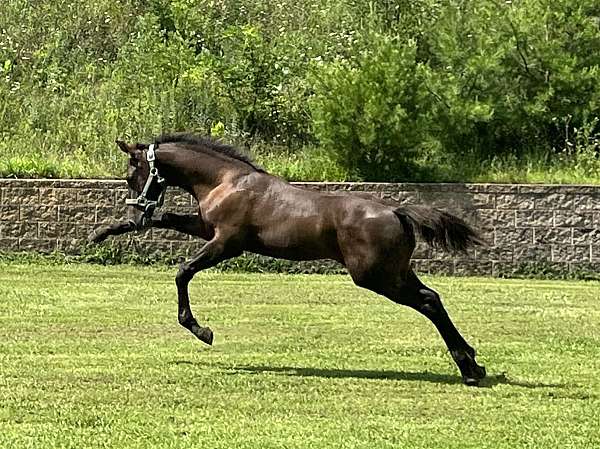 brown-black-mane-tail-socks-horse