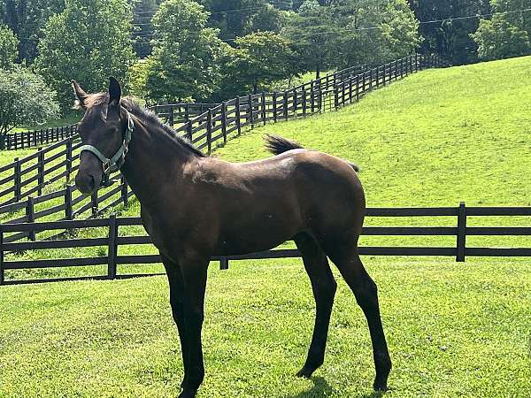 brown-lusitano-colt