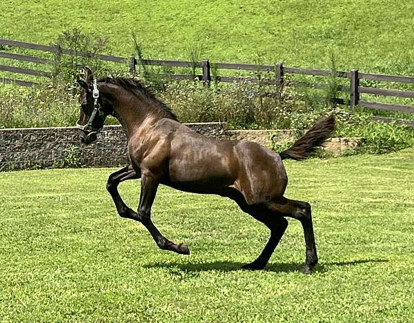 brown-ialha-horse