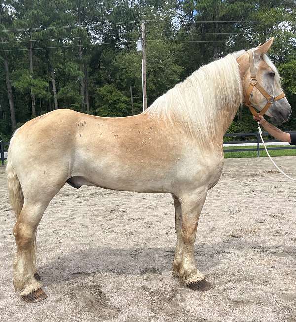 palomino-belgian-gelding