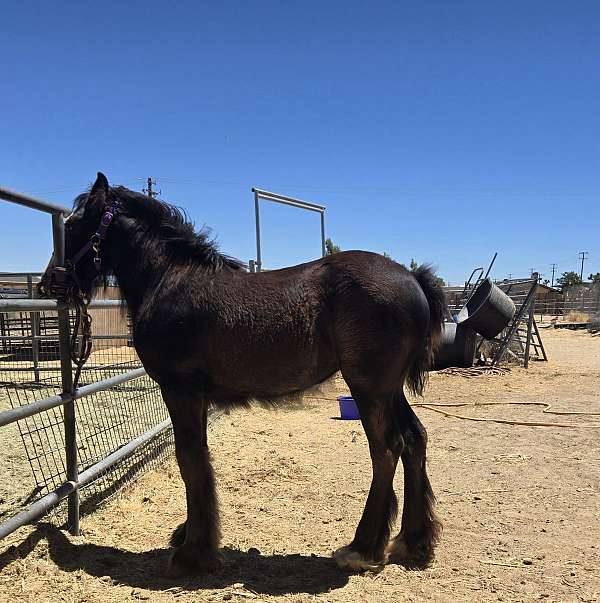 gypsy-vanner-filly