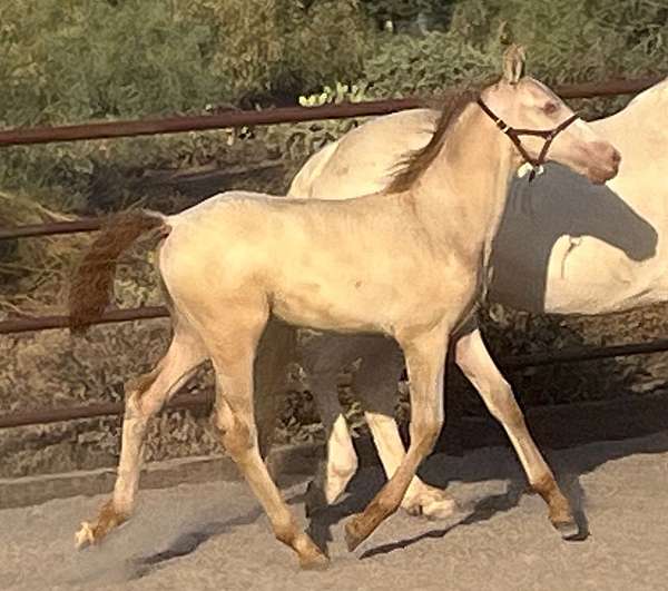 perlino-andalusian-pre-andalusian-horse