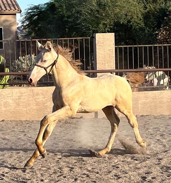 perlino-andalusian-pre-horse