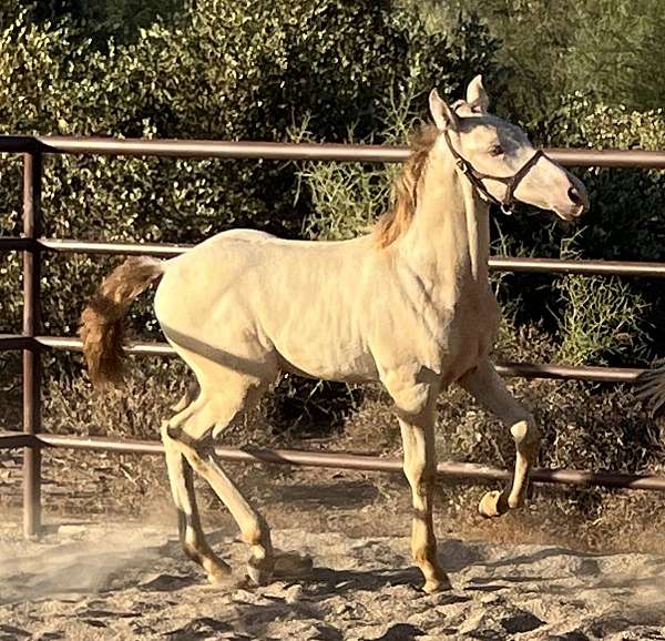 perlino-andalusian-pre-colt