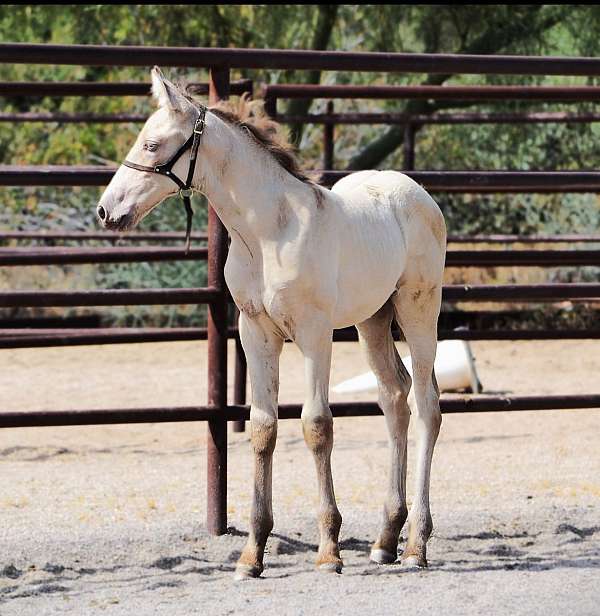 all-around-andalusian-horse