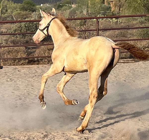 blue-eyed-andalusian-horse