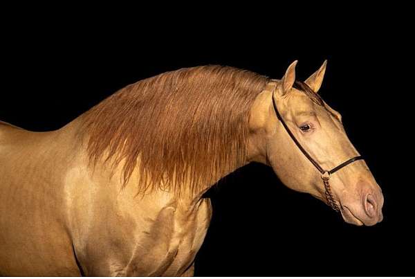 double-dilute-andalusian-horse