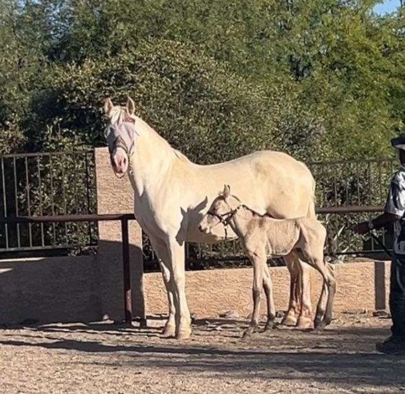 dressage-andalusian-horse