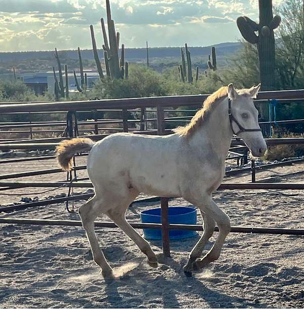 color-producer-andalusian-horse