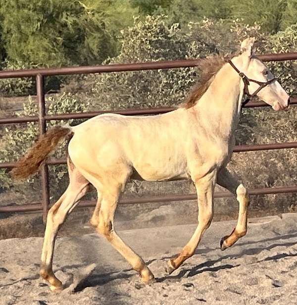 performance-andalusian-horse