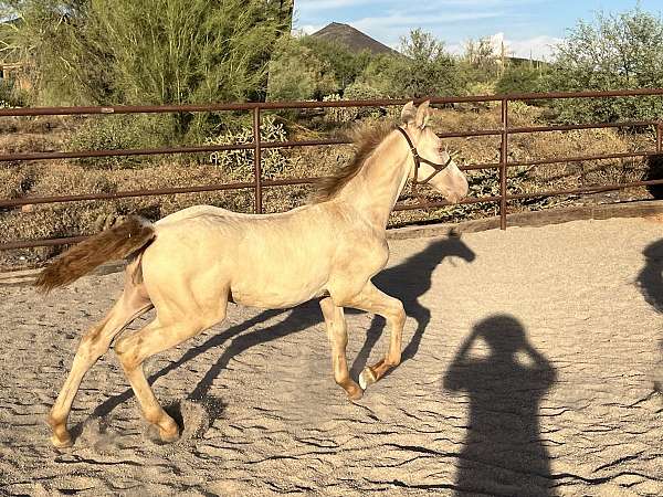 ranch-versatility-andalusian-horse