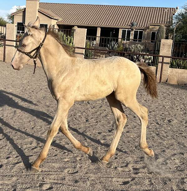 stallion-andalusian-horse