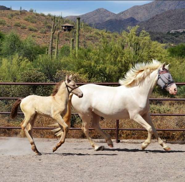 working-equitation-andalusian-horse