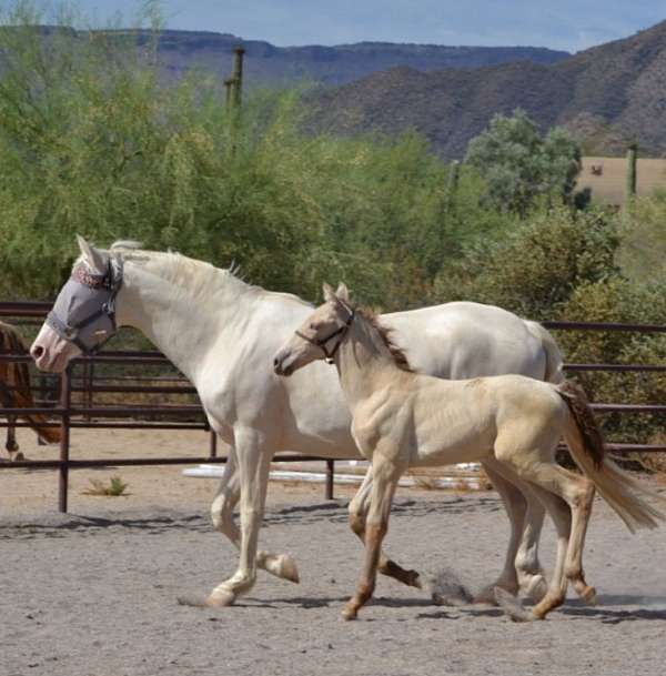 perlino-andalusian-colt