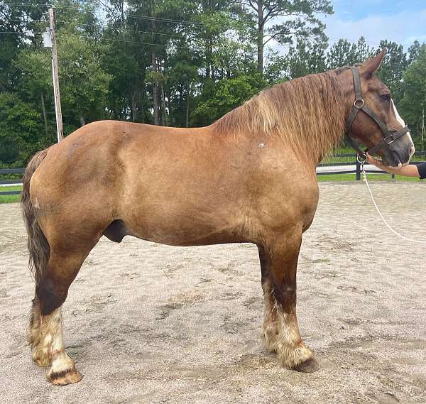 sorrel-belgian-gelding