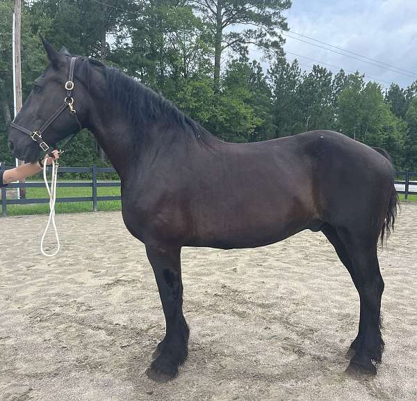 black-percheron-gelding