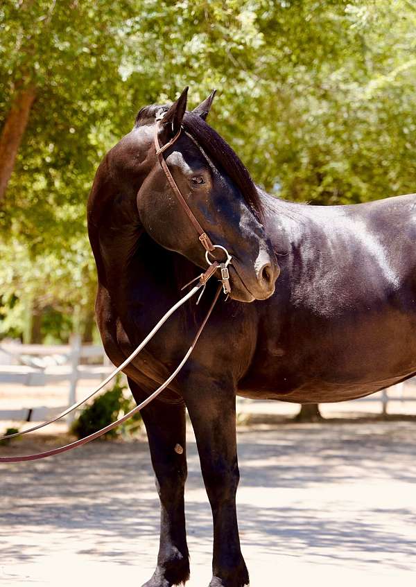 draft-percheron-horse