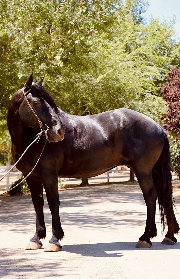 friesian-percheron-horse