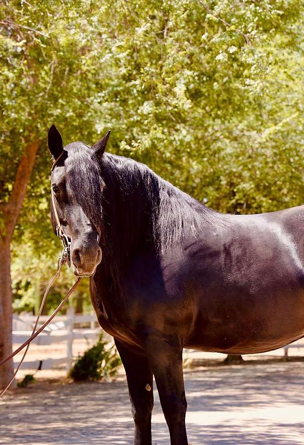 percheron-horse