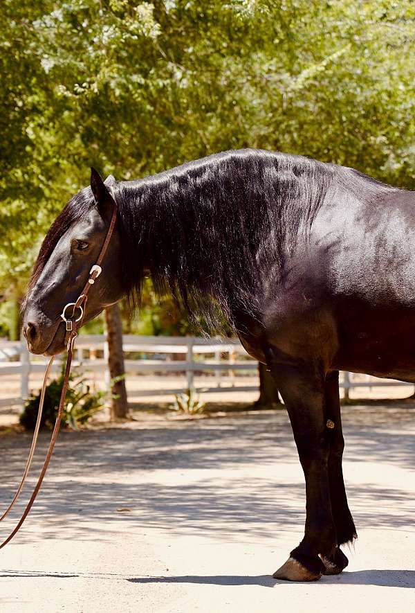 kid-safe-percheron-horse