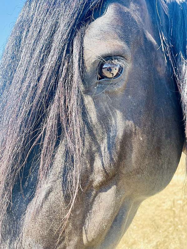 beginner-percheron-horse