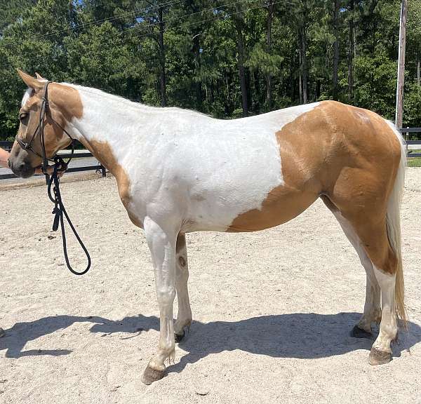 palomino-quarter-horse-mare